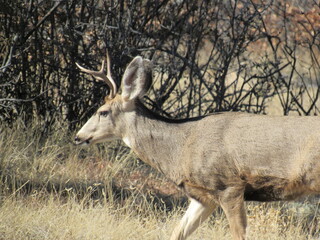 A Mull Deer walking around the Cheyanne mountain in Colorado.