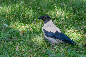 Hooded Crow (Corvus cornix) in park