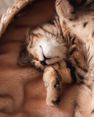 Kitten Korb schlafen Hauskatze getiegert