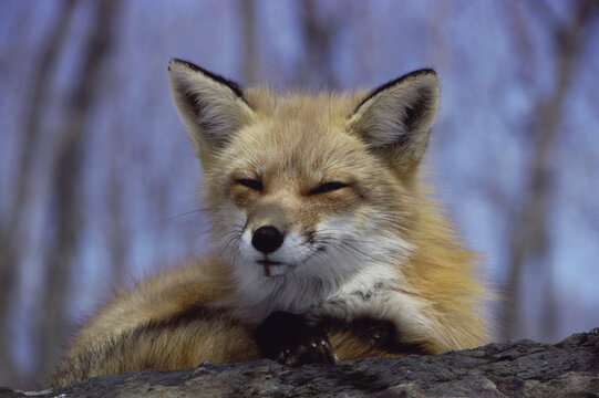 Close-up of a Red Fox sleeping (Vulpes vulpes)