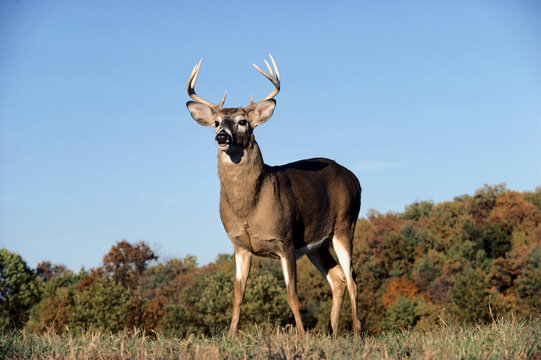 Close-up of a deer standing in a field