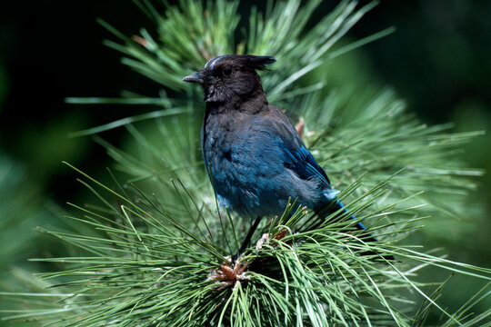 Steller's Jay (Cyanocitta stelleri)