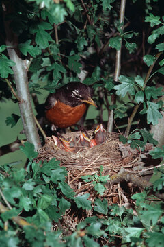 Robin and Young