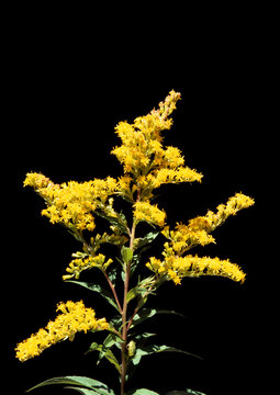 Narrowleaf Goldenrod