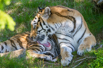 Amur Tiger, Welt größte Katze