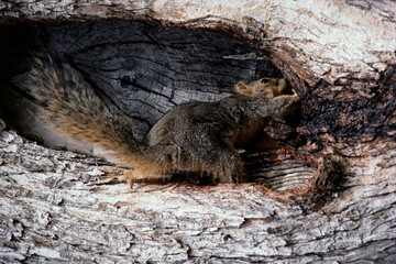 Fox Squirrel