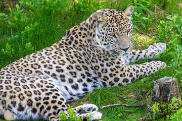 Fototapeta na wymiar Der Leopard Panthera pardus
