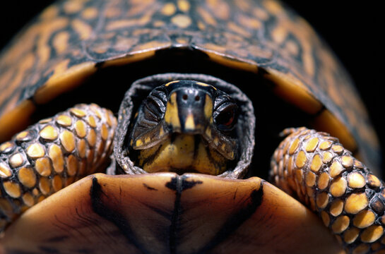 Eastern Box Turtle