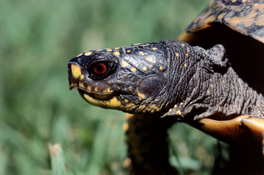 Eastern Box Turtle