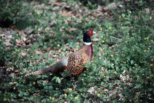 Male Ringneck Pheasant