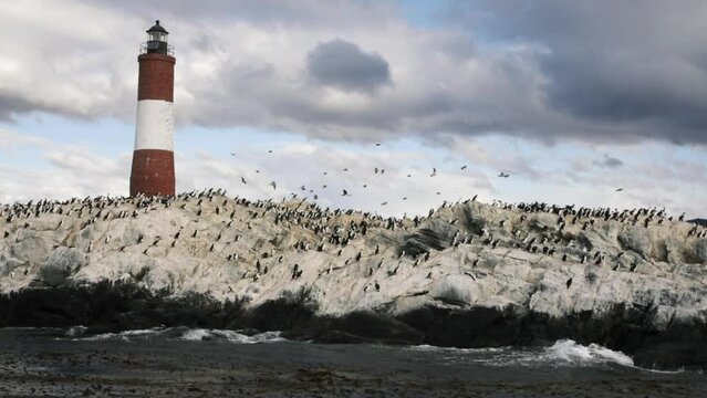 Les eclaireurs lighthouse in the the ocean. Cormorant birds, Phalacrocorax magellanicus, nesting in the rocks and flying around the lightship.