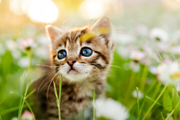 A striped kitten with blue eyes in a meadow among flowers looks up