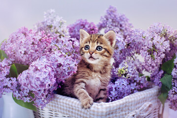 the kitten is sitting in a basket full of spring lilacs