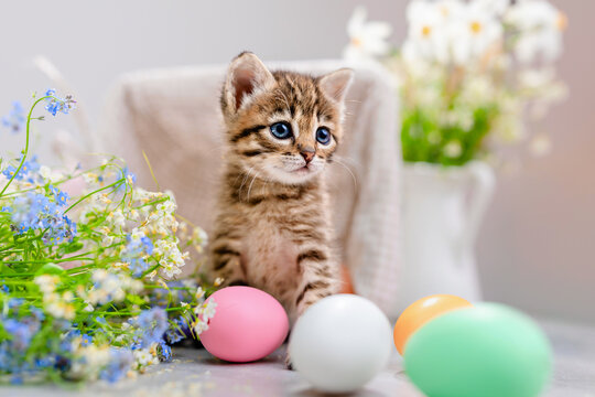 A striped kat among flowers and Easter multicolored eggs