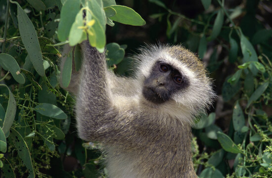 Vervet Monkey on a tree, Lake Nakuru National Park, Kenya