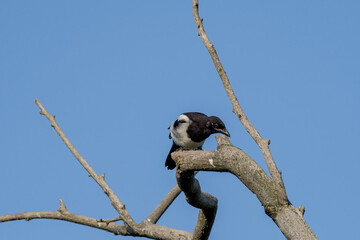 Eurasian Magpie (Pica pica) in park