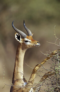 Gerenuk on a bush, Kenya (Litocranius walleri)