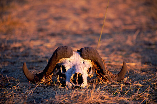 Buffalo skull in a field
