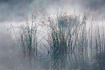 Reeds in a lake