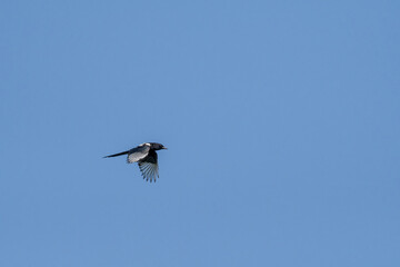 Eurasian Magpie (Pica pica) in park