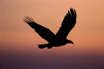 Silhouette of a Bald Eagle flying in the sky, Alaska, USA