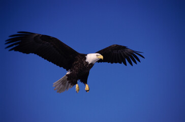 Low angle view of a Bald Eagle flying in the sky, Alaska, USA
