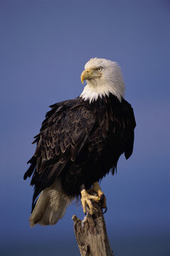 Bald Eagle perched on a wooden post, Alaska, USA