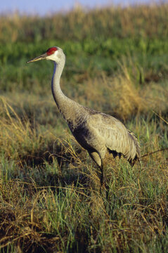 Sandhill Crane standing in grass