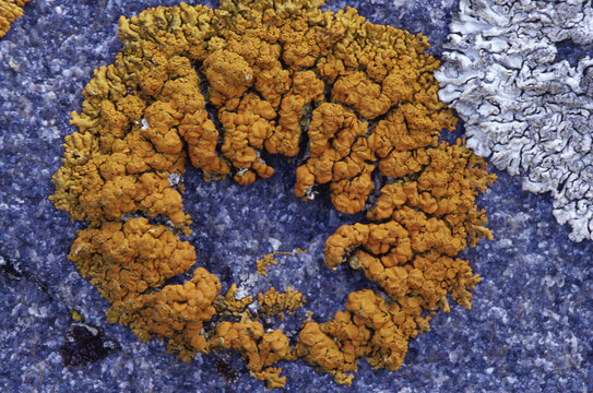 Lichen on rock, Churchill, Canada