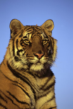 Close-up of a tiger (Panthera Tigris)