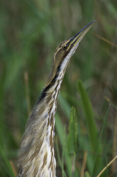 Close-up of an American Bittern