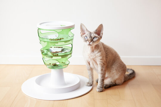 Curious Devon Rex cat is sitting close to its new mental challenging toy - green color tower for felines with 3 levels for slow feeding. Lifestyle photo, home interior natural light
