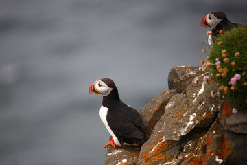 Papageitaucher / Atlantic puffin / Fratercula arctica