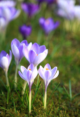 Krokusse im Frühling	
