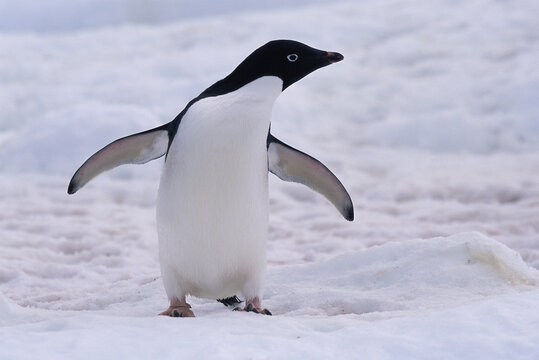 Adelie Penguin standing in snow