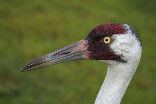 Close-up of a Whooping Crane