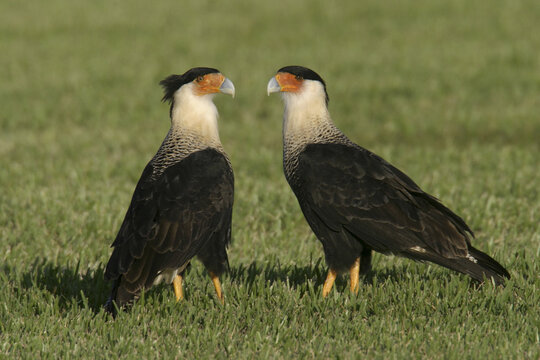 Two Crested Caracaras Hawks on a lawn