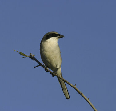 Loggerhead Shrike on a branch