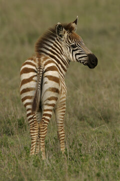 Rear view of a zebra foal
