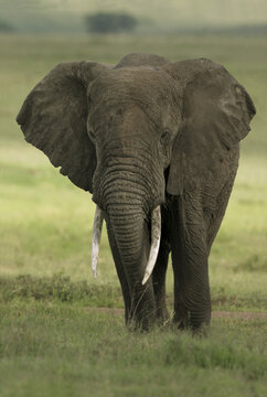Portrait of an elephant in a field