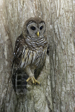 Close-up of a Barred Owl perched on a tree