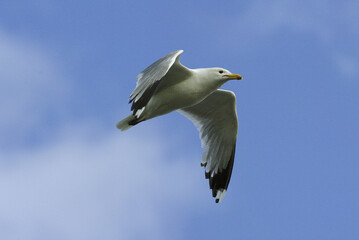 Low angle view of a California Gull flying in the sky