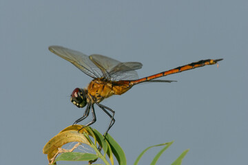 Close-up of a dragonfly on a plant