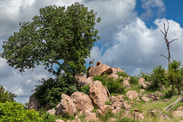 African landscape of a Rocky outcrop with a tree growing inbetween the rocks. far in the distance a small antelope called a Klipspringer can be seen.  - obrazy, fototapety, plakaty