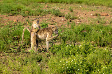Selective focus, profile,  on a mother baboon eating small weeds. A baby baboon is sitting on her back. 