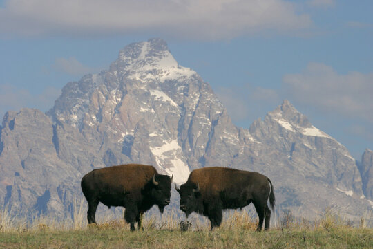 Bison in a grassy field, Wyoming, USA