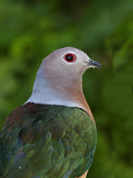 Close-up of a Purple-tailed Imperial Pigeon