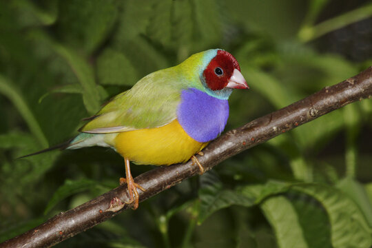Close-up of a Gouldian Finch perching on a tree branch