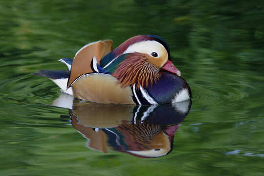Close-up of a Mandarin Duck in water (Aix galericulata)