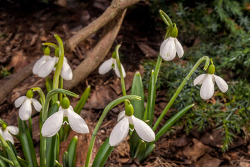 Crimean Snowdrop (Galanthus plicatus) in garden